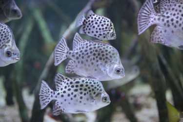 Wycieczka do Oceanarium w Stralsundzie